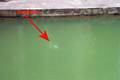 bubbles