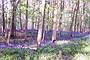bluebells