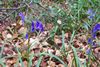 bluebell